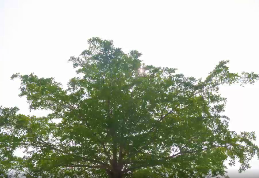 滑板
